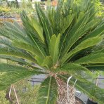 Cykas japonský (Cycas revoluta) - výška 150-180 cm, výška kmeňa 80 cm, obvod kmeňa 80/90 cm, kont. C110L - EXEMPLÁR
